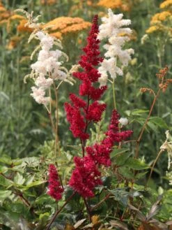 Arends Prachtspiere 'Fanal' -Günstiges Garten Zart Geschäft arends prachtspiere fanal m001583 w 9