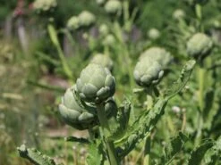 Artischocke -Günstiges Garten Zart Geschäft artischocke m044705 w 0