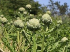 Artischocke -Günstiges Garten Zart Geschäft artischocke m044705 w 1