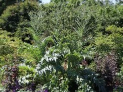 Artischocke -Günstiges Garten Zart Geschäft artischocke m044705 w 2