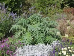 Artischocke -Günstiges Garten Zart Geschäft artischocke m044705 w 5