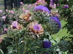 Artischocke -Günstiges Garten Zart Geschäft artischocke m044705 w 6