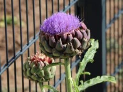 Artischocke -Günstiges Garten Zart Geschäft artischocke m044705 w 7