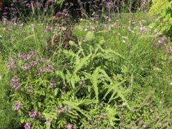 Artischocke -Günstiges Garten Zart Geschäft artischocke m044705 w 8