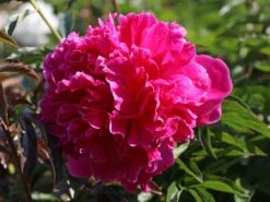 Asiatische Pfingstrose 'Felix Crousse'