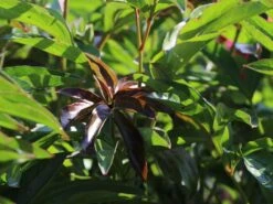 Asiatische Pfingstrose 'Felix Crousse' -Günstiges Garten Zart Geschäft asiatische pfingstrose felix crousse m080052 w 0