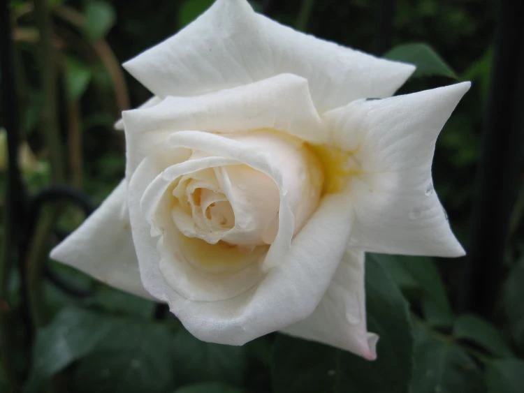 Kletterrose 'Ilse Krohn' ® Superior 13 Kletterrose 'Ilse Krohn' ® Superior – Bild 11