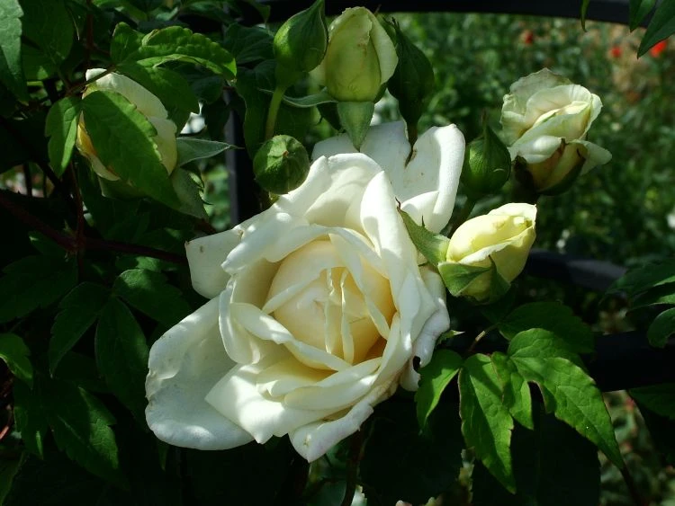 Kletterrose 'Ilse Krohn' ® Superior 12 Kletterrose 'Ilse Krohn' ® Superior – Bild 10