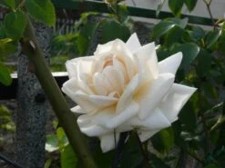 Kletterrose 'Ilse Krohn' ® Superior 25 Kletterrose 'Ilse Krohn' ® Superior -Günstiges Garten Zart Geschäft b010620 Kletterrose Ilse Krohn Superior 73204 0