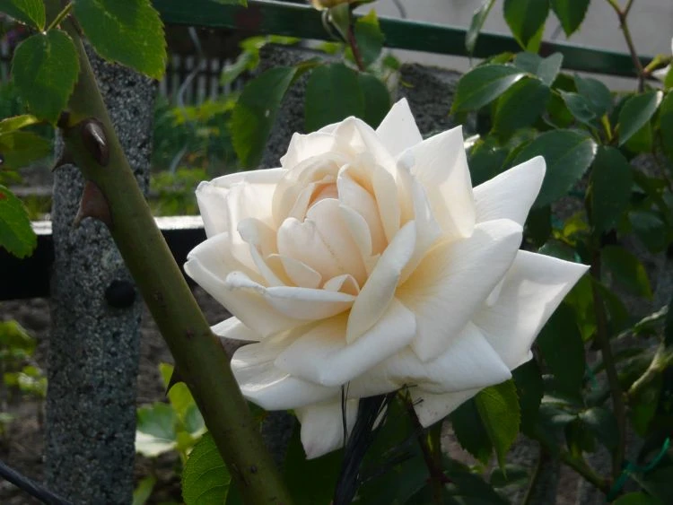 Kletterrose 'Ilse Krohn' ® Superior 14 Kletterrose 'Ilse Krohn' ® Superior – Bild 12