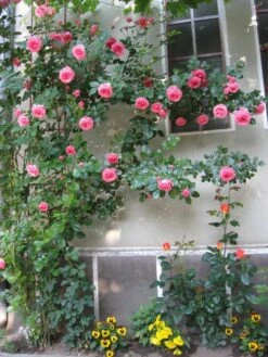 Kletterrose 'Lawinia' ® 26 Kletterrose 'Lawinia' ® -Günstiges Garten Zart Geschäft b010629 Kletterrose Lawinia 176126 0