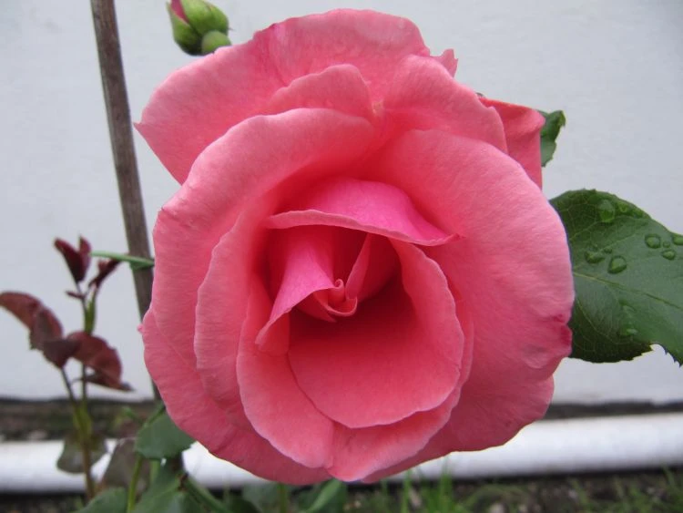 Kletterrose 'Lawinia' ® 15 Kletterrose 'Lawinia' ® – Bild 13