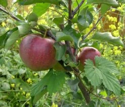 Herbstapfel 'Elstar' -Günstiges Garten Zart Geschäft b013329 Herbstapfel Elstar 225165 0