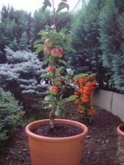 Säulenapfel Ballerina 'Polka' ® -Günstiges Garten Zart Geschäft b013405 Saeulenapfel Ballerina Polka 63562 0