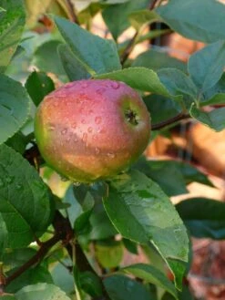 Winterapfel 'Goldparmäne' -Günstiges Garten Zart Geschäft b014372 Winterapfel Goldparmaene 167739 0