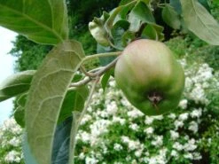 Herbstapfel 'Gravensteiner' -Günstiges Garten Zart Geschäft b014387 Herbstapfel Gravensteiner 168079 0