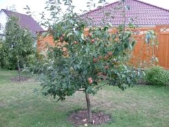 Herbstapfel 'Gravensteiner' -Günstiges Garten Zart Geschäft b014387 Herbstapfel Gravensteiner 286223 0