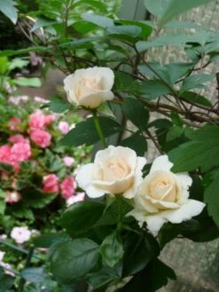 Kletterrose 'Penny Lane' -Günstiges Garten Zart Geschäft b015532 Kletterrose Penny Lane 176126 0