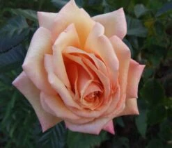 Kletterrose 'Barock' ® -Günstiges Garten Zart Geschäft b015952 Kletterrose Barock 53182 0