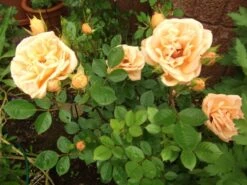 Zwergrose 'Apricot Clementine' ® 29 Zwergrose 'Apricot Clementine' ® -Günstiges Garten Zart Geschäft b019645 Zwergrose Apricot Clementine 307684 0