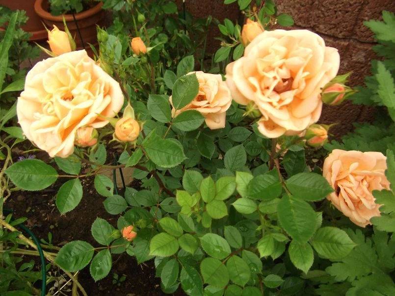 Zwergrose 'Apricot Clementine' ® 16 Zwergrose 'Apricot Clementine' ® – Bild 14