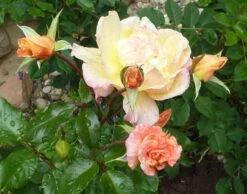 Kletterrose 'Moonlight' ® -Günstiges Garten Zart Geschäft b022923 Kletterrose Moonlight 283525 0