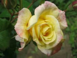 Kletterrose 'Moonlight' ® -Günstiges Garten Zart Geschäft b022923 Kletterrose Moonlight 82479 0