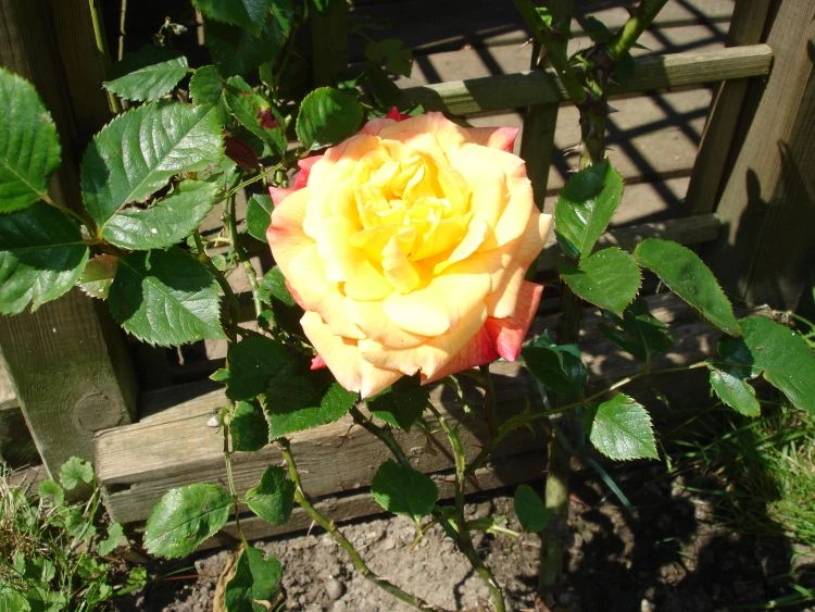 Kletterrose 'Aloha' ® 16 Kletterrose 'Aloha' ® – Bild 15