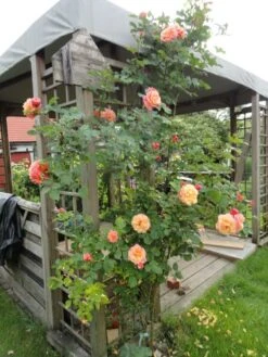 Kletterrose 'Aloha' ® 30 Kletterrose 'Aloha' ® -Günstiges Garten Zart Geschäft b029908 Kletterrose Aloha 116021 0