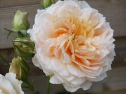 Kletterrose 'Ginger Syllabub' -Günstiges Garten Zart Geschäft b031425 Kletterrose Ginger Syllabub 94832 0