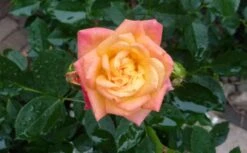 Zwergrose 'Little Sunset' ® -Günstiges Garten Zart Geschäft b034651 Zwergrose Little Sunset 283525 0