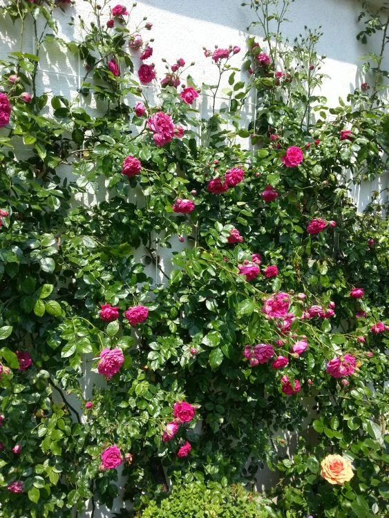 Kletterrose 'Laguna' ® 20 Kletterrose 'Laguna' ® – Bild 18