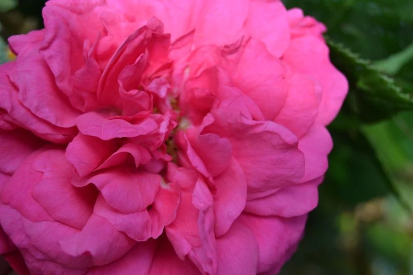 Kletterrose 'Laguna' ® 21 Kletterrose 'Laguna' ® – Bild 19