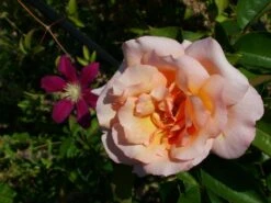 Kletterrose 'Compassion' ® -Günstiges Garten Zart Geschäft b041110 Kletterrose Compassion 219390 0