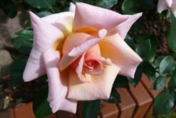 Kletterrose 'Compassion' ® -Günstiges Garten Zart Geschäft b041110 Kletterrose Compassion 74272 0