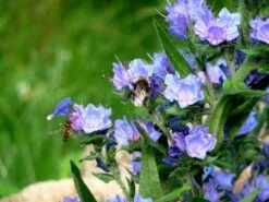 Große Ochsenzunge 15 Große Ochsenzunge -Günstiges Garten Zart Geschäft b062215 Grosse Ochsenzunge 452346 0