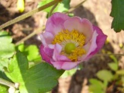 Filzige Herbst-Anemone 'Robustissima' -Günstiges Garten Zart Geschäft b062276 Garten Herbst Anemone Robustissima 67878 0