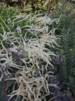 Geschlitzter Wald Geißbart 'Kneiffii' -Günstiges Garten Zart Geschäft b062449 Geschlitzter Wald Geissbart Kneiffii 0