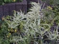 Geschlitzter Wald Geißbart 'Kneiffii'
