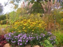 Kissen-Aster 'Prof. Anton Kippenberg' -Günstiges Garten Zart Geschäft b062548 Kissen Aster ProfAnton Kippenberg 49295 0