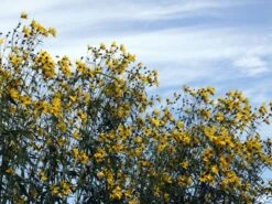 Hohes Mädchenauge -Günstiges Garten Zart Geschäft b063264 Hohes Maedchenauge 0