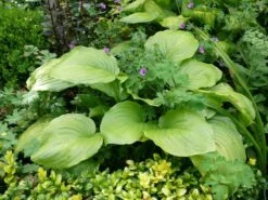 Weißblühende-Lilien-Funkie 'Royal Standard' -Günstiges Garten Zart Geschäft b064523 Weissbluehende Lilien Funkie Royal Standard 143436 0