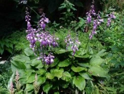 Glocken-Funkie 19 Glocken-Funkie -Günstiges Garten Zart Geschäft b064577 Blaue Glocken Funkie 143436 0