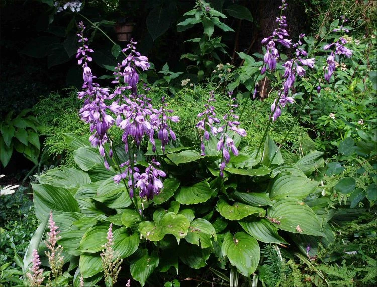 Glocken-Funkie 11 Glocken-Funkie – Bild 9