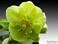 Korsische Nieswurz 25 Korsische Nieswurz -Günstiges Garten Zart Geschäft b068524 Korsische Nieswurz 199148 0