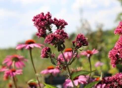 Veränderte Flammenblume 'Natural Feelings' ® -Günstiges Garten Zart Geschäft b072465 Veraenderte Garten Flammenblume Natural Feelings 0