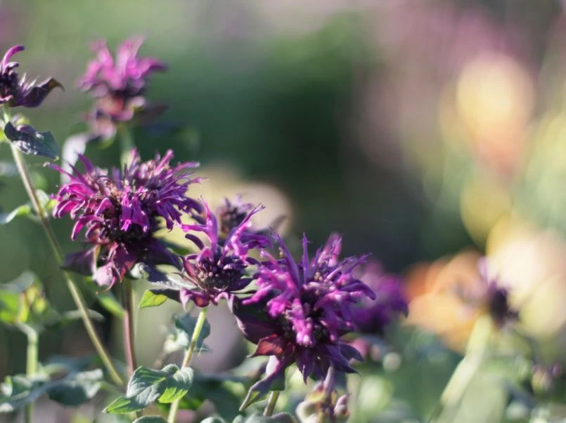 Indianernessel 'Violetta' 4 Indianernessel 'Violetta' – Bild 2