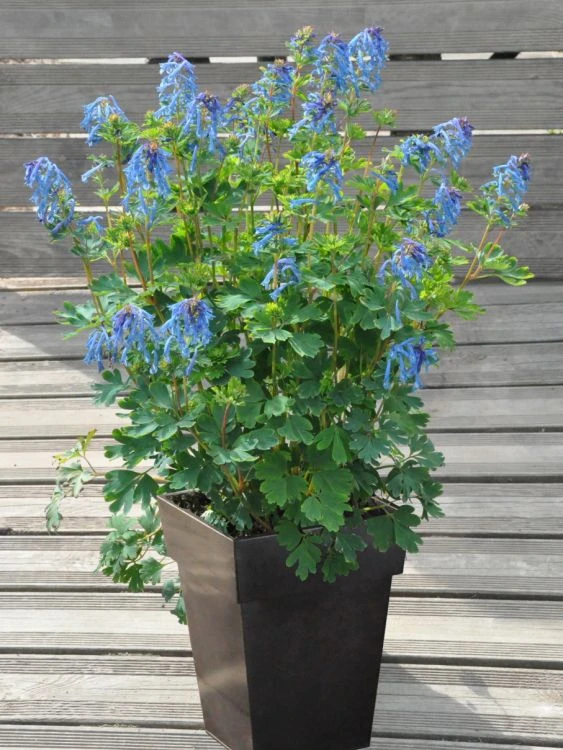 Blauer Lerchensporn 'Blue Heron' 3 Blauer Lerchensporn 'Blue Heron'