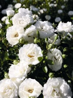 Zwergrose 'White Babyflor ®' -Günstiges Garten Zart Geschäft babyflor m005778 w 0