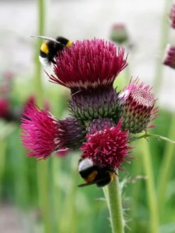 Bach-Kratzdistel 'Atropurpureum' -Günstiges Garten Zart Geschäft bach kratzdistel atropurpureum m117863 w 0